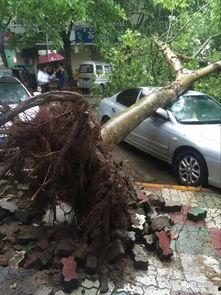 大树爆料视频大全最新,揭秘娱乐圈幕后真相